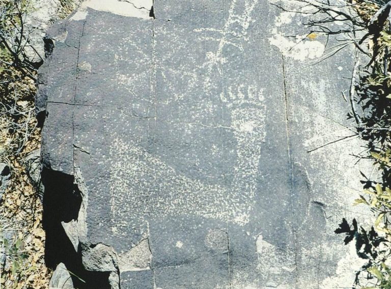 Bear arm and paw at Capitan North.